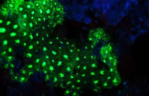 În adâncul unei peșteri marine din Japonia, la 385 de metri adâncime, lumini verzi misterioase au dezvăluit o creatură nemaivăzută până atunci coral bioluminiscent