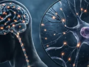 Mitul maturizării la 25 de ani: creierul uman continuă să formeze rețele neuronale până la 32 de ani până la ce vârstă se dezvoltă creierul