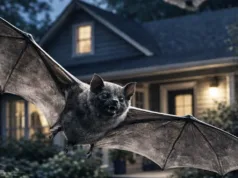 Dacă vezi lilieci zburând noaptea deasupra casei, nu-i alunga. Cum salvează aceste animale sute de milioane de dolari anual lilieci pe lângă casă