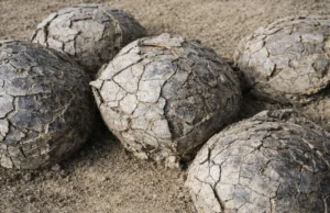 Îngropate timp de 70 de milioane de ani: sute de ouă de dinozaur aparținând mai multor specii, descoperite într-un singur sit arheologic Această descoperire de ouă de dinozaur reprezintă o raritate absolută, demonstrând în premieră că ierbivorele gigantice și carnivorele împărțeau pașnic aceeași materniate preistorică.