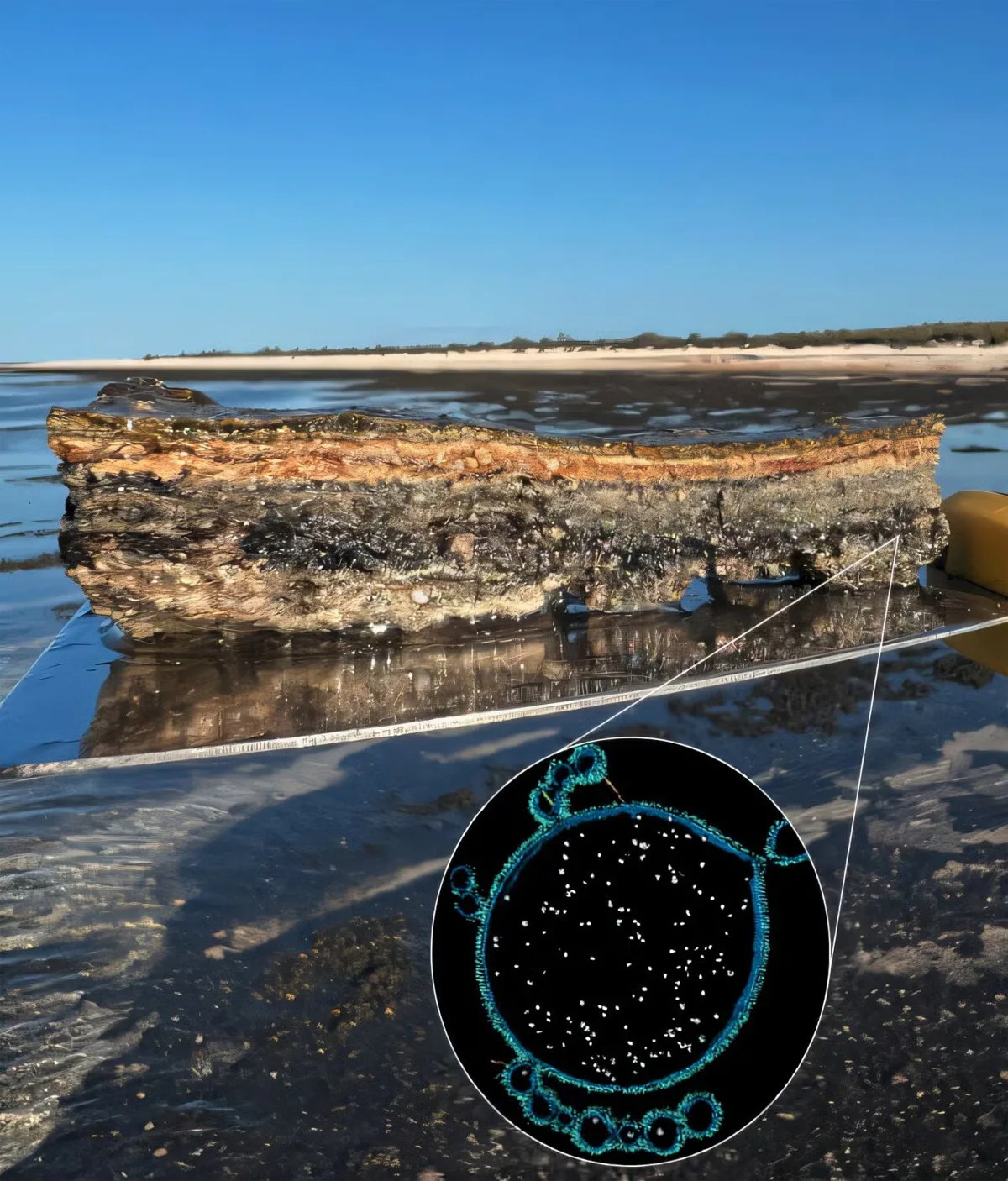 originea vietii complexe stromatoliti