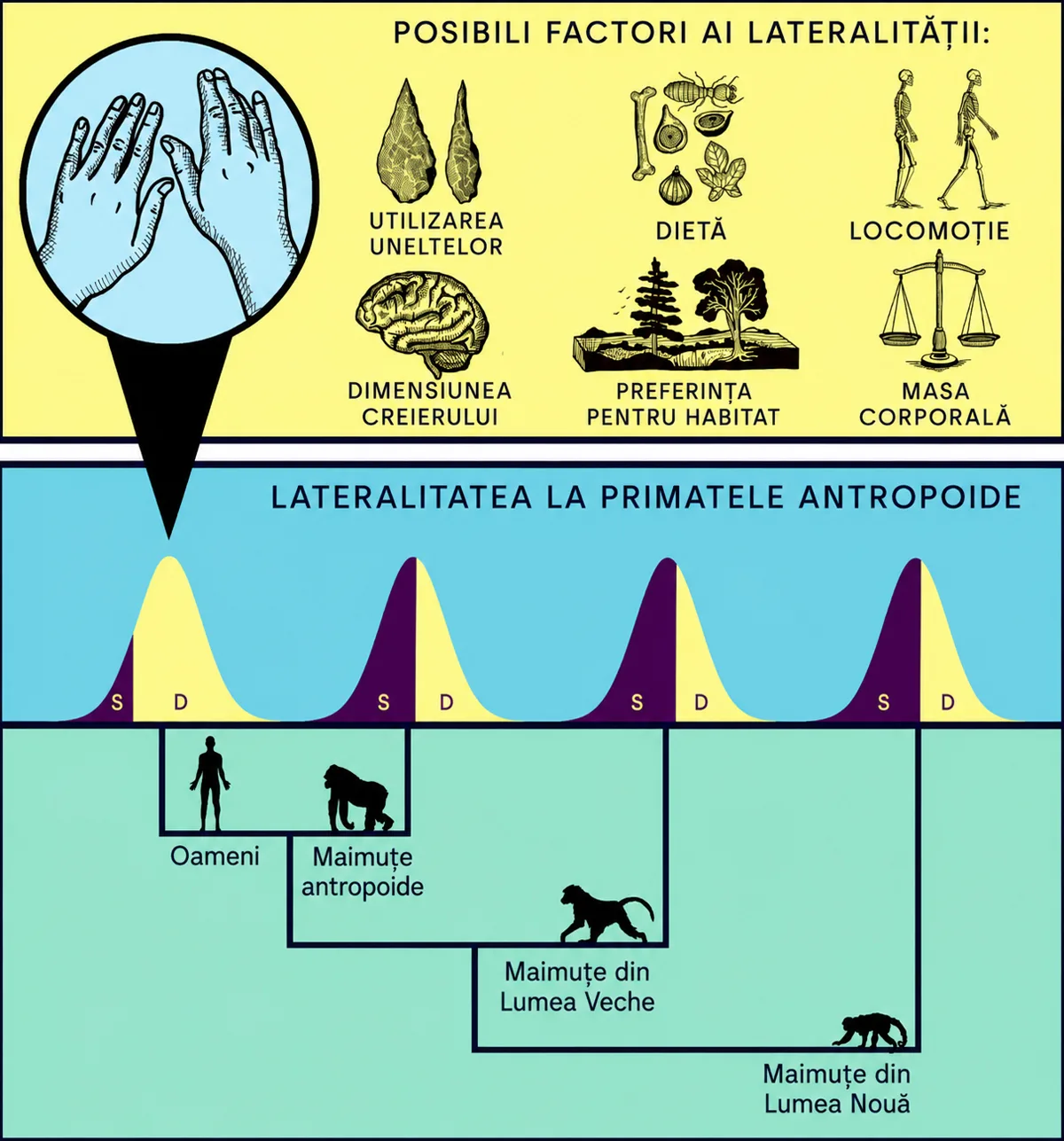 lateralitate primate