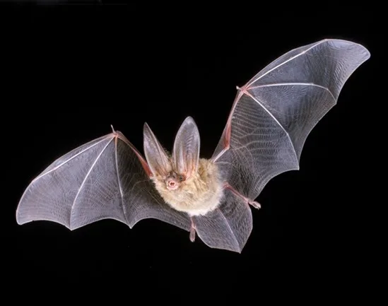 Liliacul cu urechi lungi brun sau liliacul cu urechi lungi comun (Plecotus auritus)