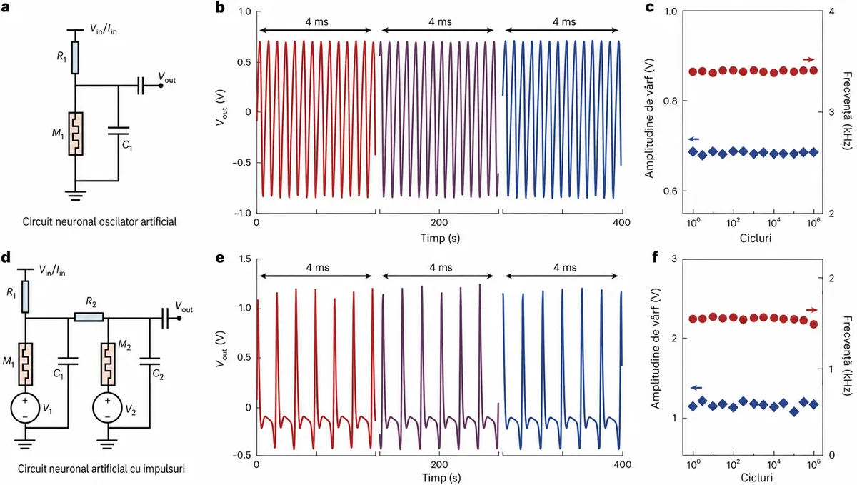 circuit neuronal oscilator artificial