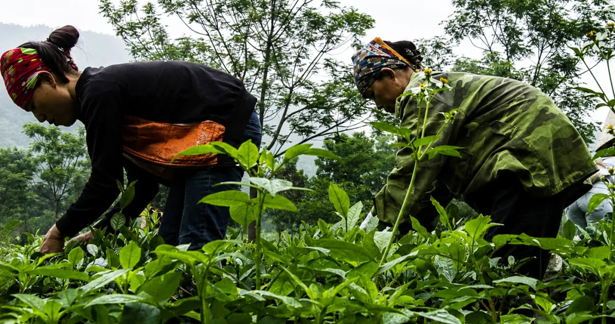 agricultura în sere din China