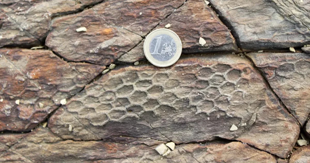 Paleodictyon
