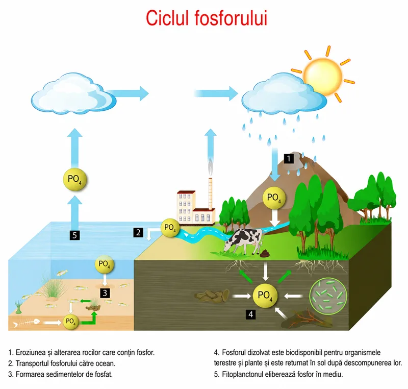 ciclul fosforului în natură