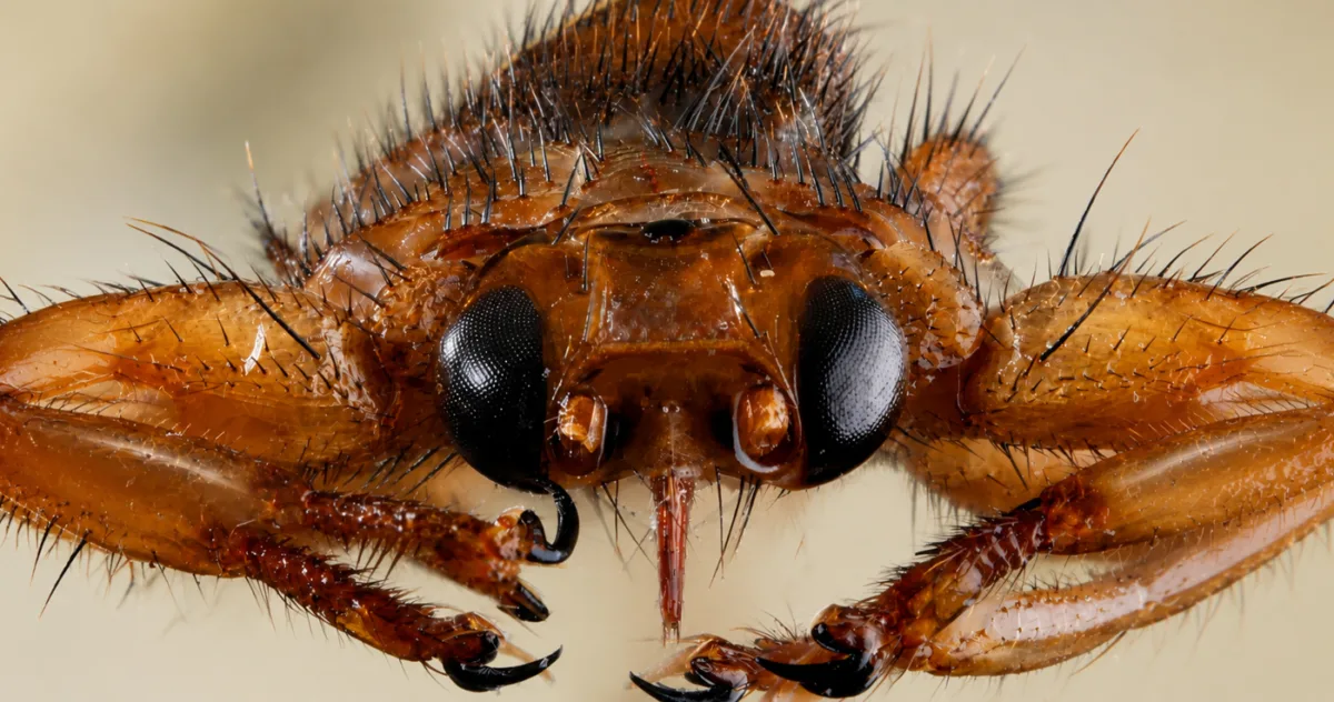 musca de cerb