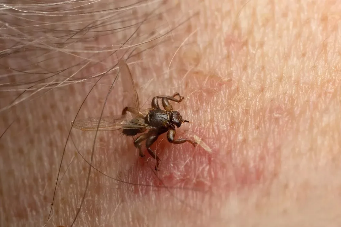 musca de cerb