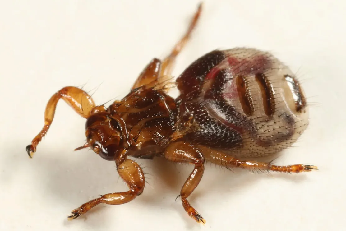 musca cerbului