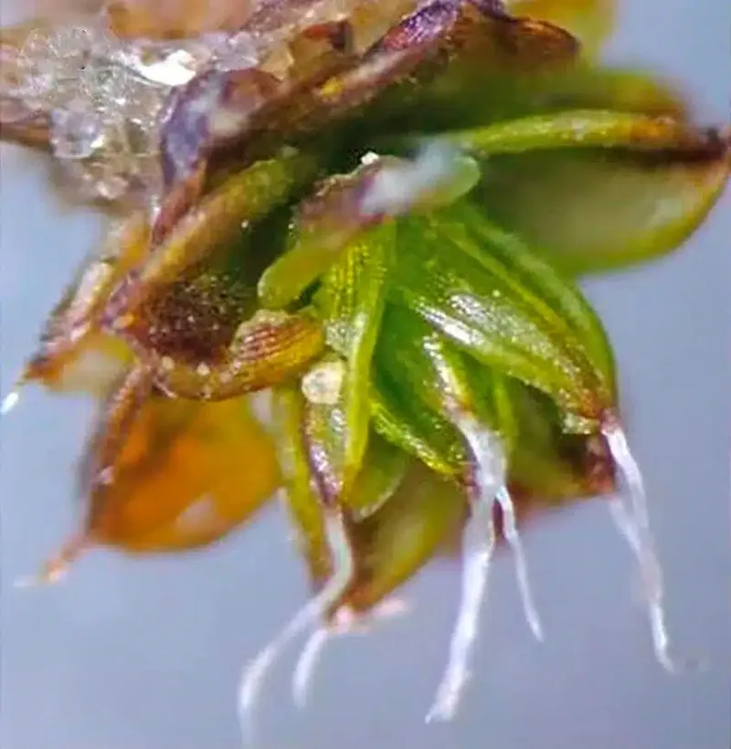 muschi microscop