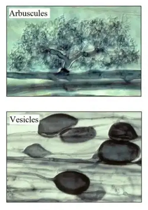 muschi microscop