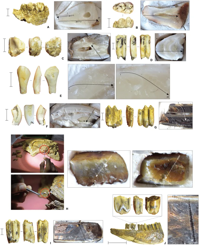 descoperire arheologică Sulawesi