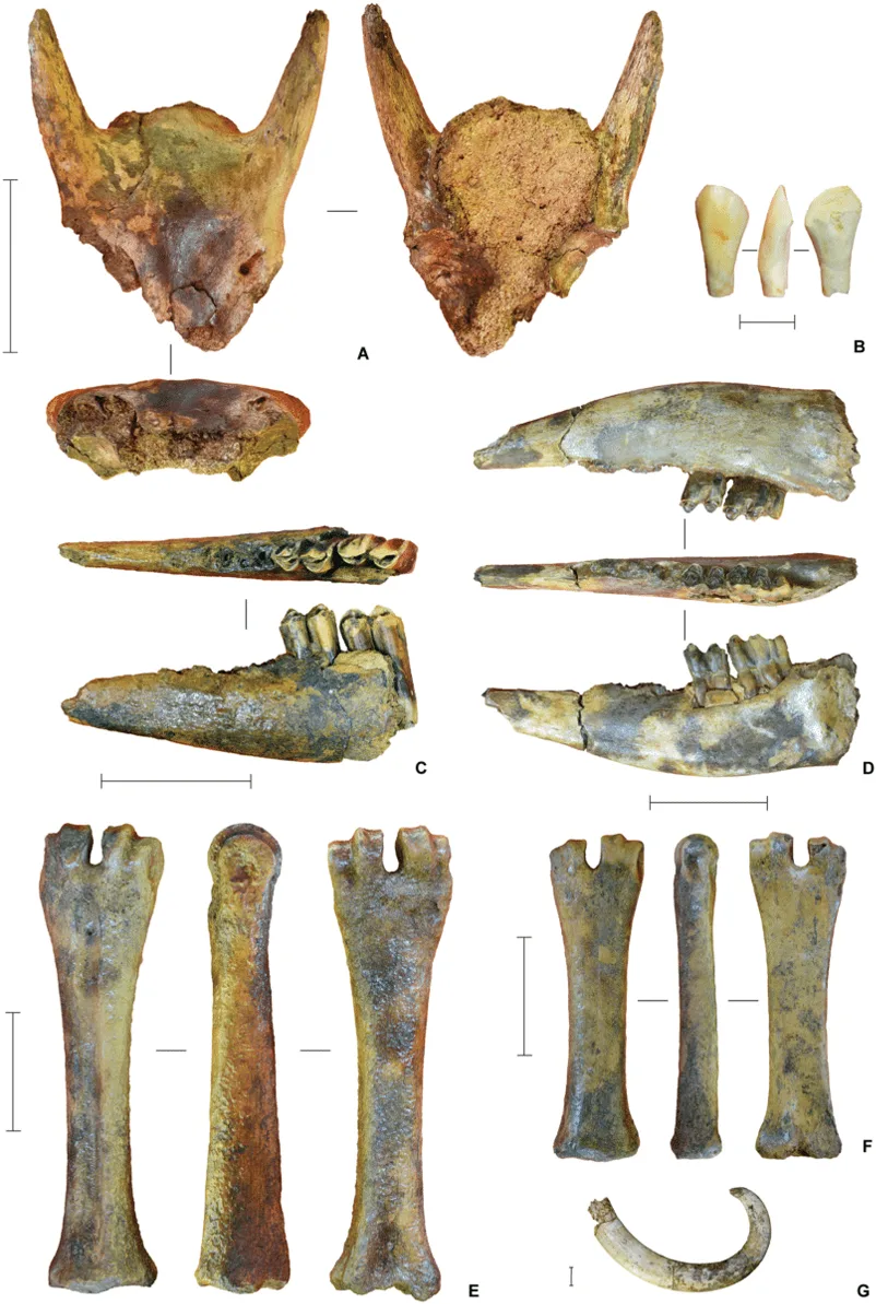 unelte hominizi arhaici