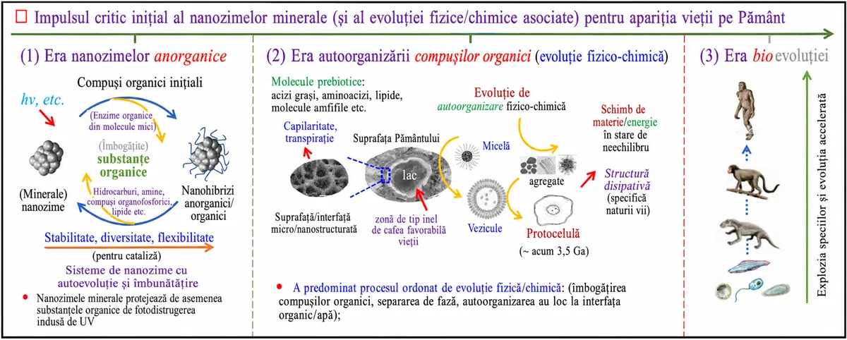 Schema rolurilor critice inițiale ale enzimelor MN, precum și a unor factori fizico-chimici cheie și a principalelor etape de evoluție ale apariției vieții pe Pământ