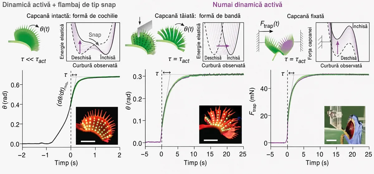 capcană planta carnivoră