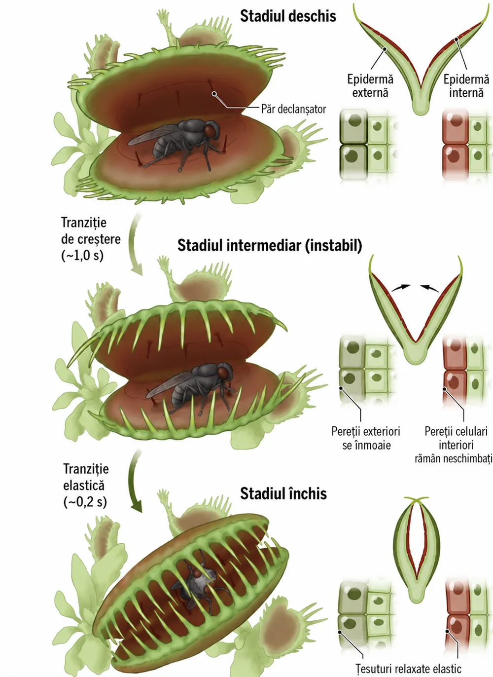 planta carnivora venus