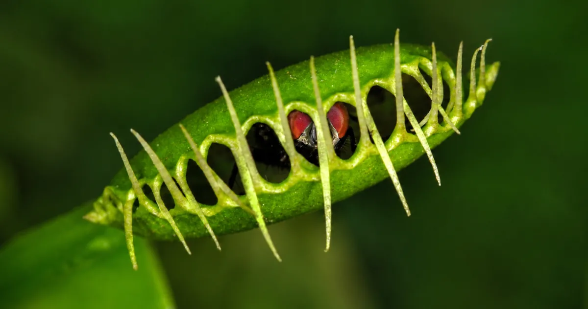 planta carnivoră Venus