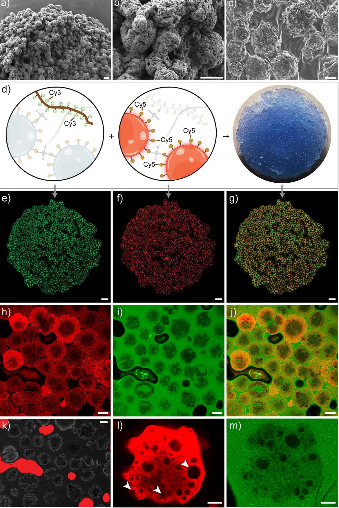 Imagini EM ale µInk. Bare de scală: a) 100 µm, b) 50 µm și c) 25 µm. d) µInk a fost preparat folosind HA-BCN marcat cu Cy3 și PGM-BCN marcat cu Cy5