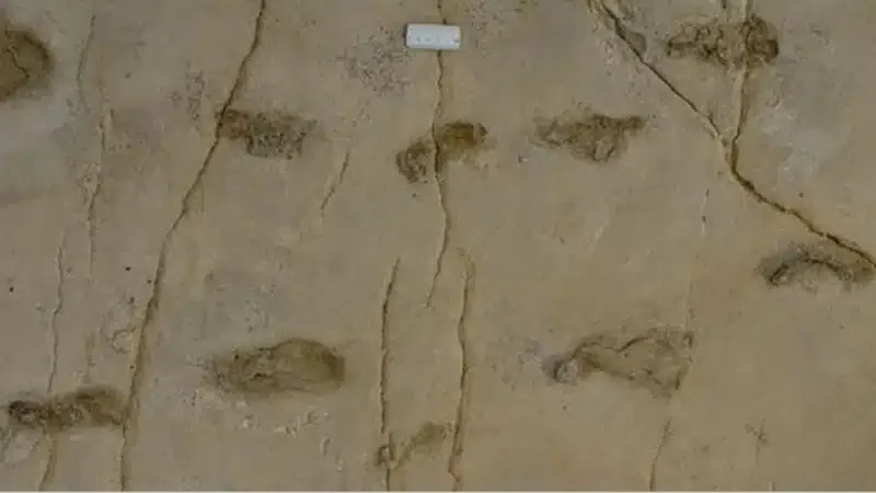 Amprentele de la Trachilos, vechi de 6,05 milioane de ani, din Creta