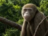 O fosilă de maimuță veche de 17 milioane de ani, descoperită în Egipt, pune sub semnul întrebării povestea originilor umane fosilă maimuță Egipt