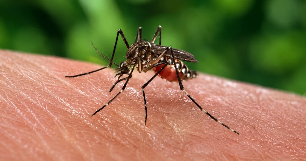 țânțari rezistenți la insecticide