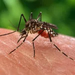țânțari rezistenți la insecticide