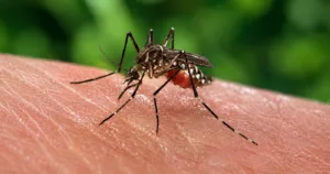 țânțari rezistenți la insecticide