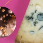 bacterii brânzeturi artizanale
