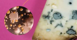 bacterii brânzeturi artizanale