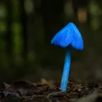 vârsta ciupercilor