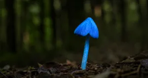 vârsta ciupercilor