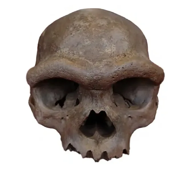 Craniul de la Harbin