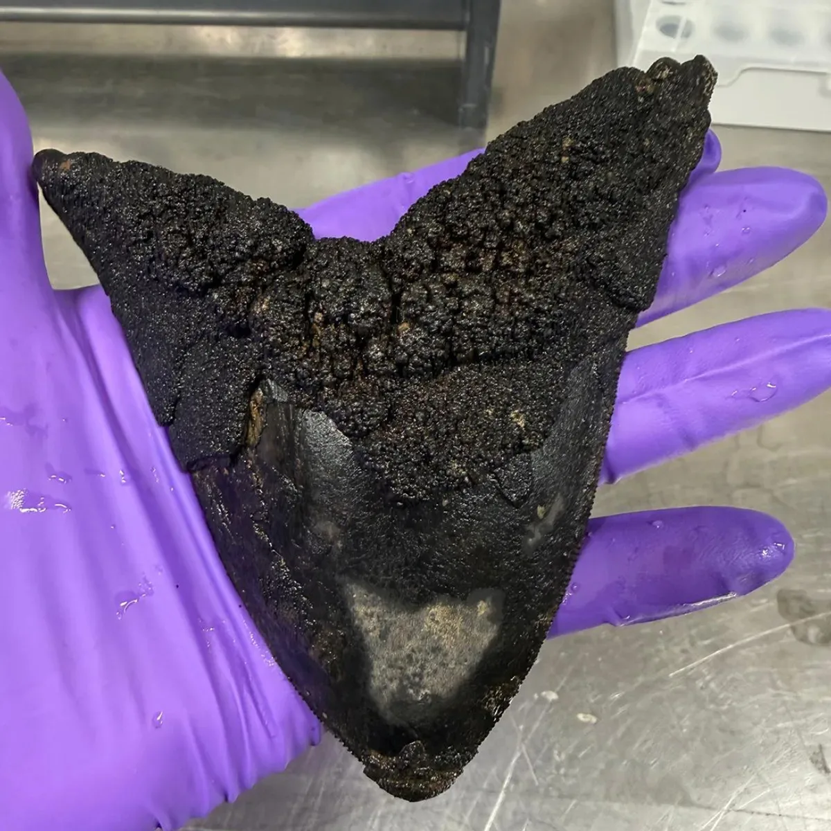 dinte fosilizat de Megalodon
