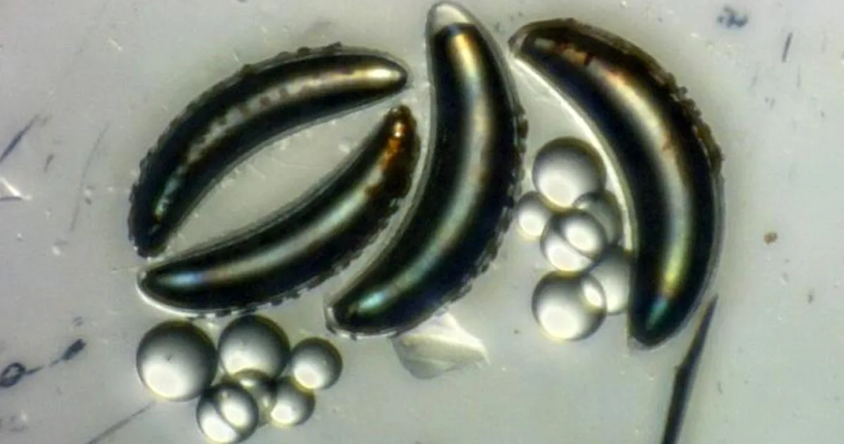 insecte la mare adâncime