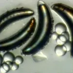 insecte la mare adâncime