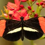 fluturi Heliconius longevitate