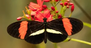 fluturi Heliconius longevitate