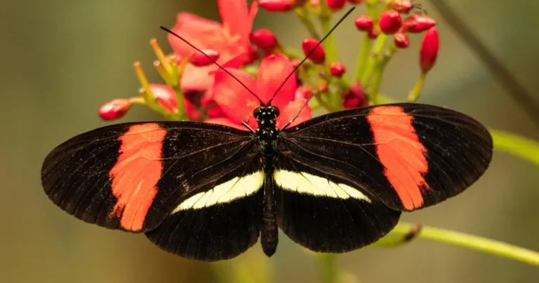 fluturi Heliconius longevitate