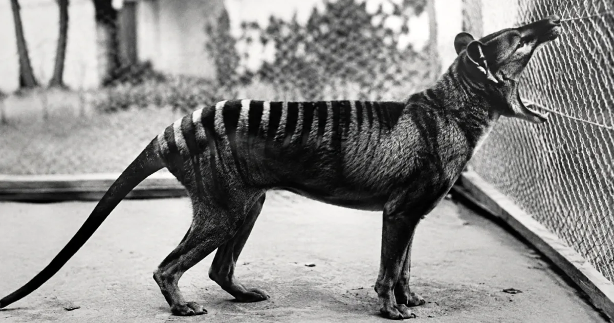 tigru tasmanian