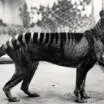 tigru tasmanian