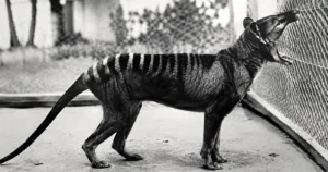 tigru tasmanian