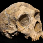 primii neanderthalieni
