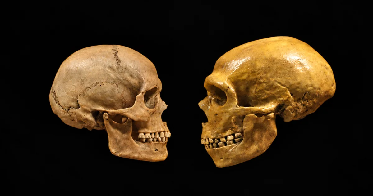 homo sapiens si neanderthal