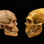 homo sapiens si neanderthal