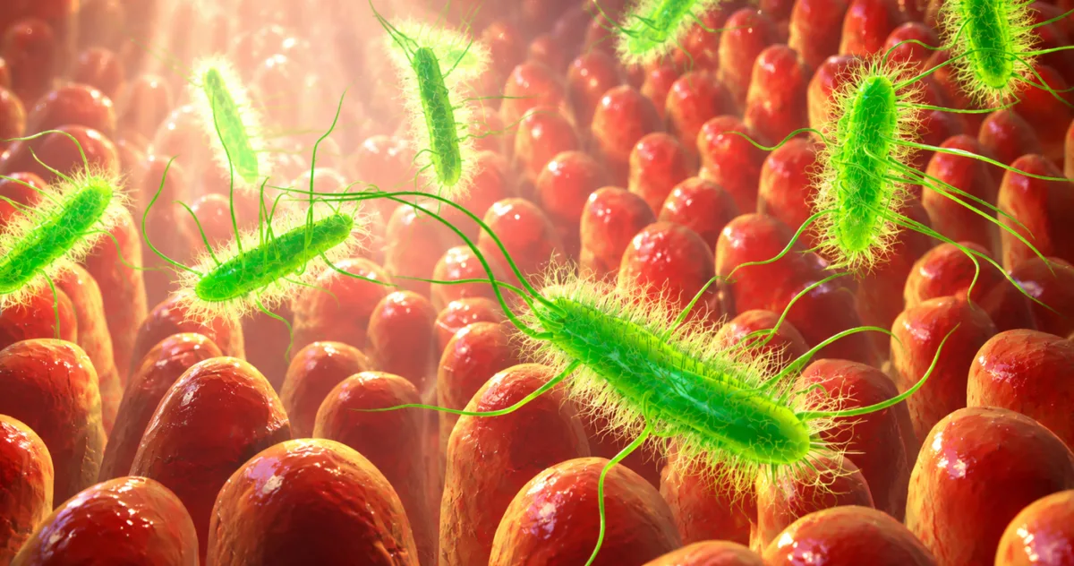argirina B împotriva C. difficile