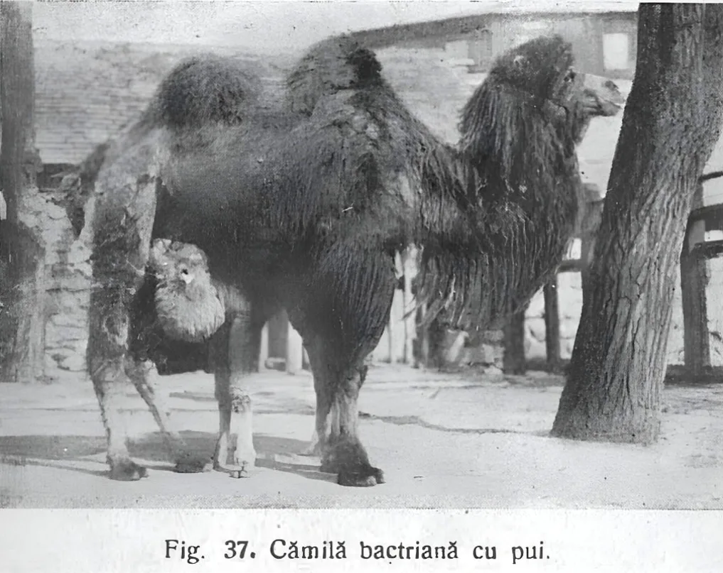 cămile bactriene Dobrogea