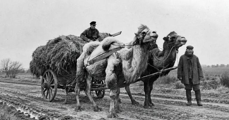 Cum a vrut mareșalul Ion Antonescu să crească iar cămile în România, după ce dispăruseră din Dobrogea