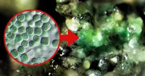 Chroococcidiopsis