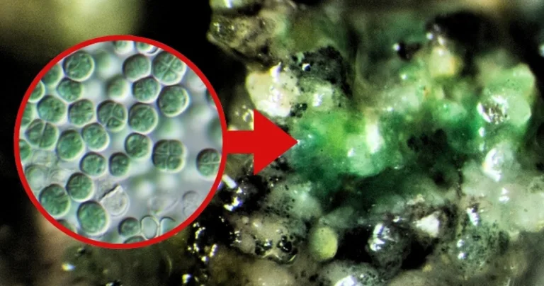 Chroococcidiopsis